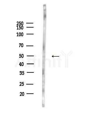 GPR33 Antibody - Western blot analysis of lysates from HepG2 cells(heat-shock,45min treatment), using GPR33 Antibody at 1/1000 dilution.