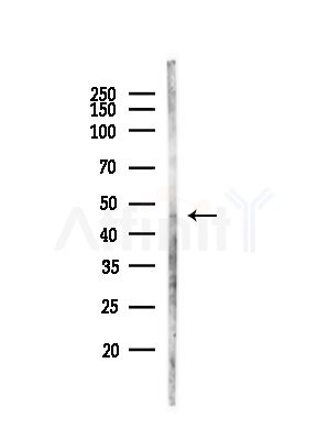 NMUR2 Antibody - Western blot analysis of lysates from Mouse testis, using NMUR2 Antibody at 1/1000 dilution.
