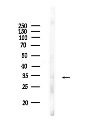 OR2A12 Antibody - Western blot analysis of lysates from COLO205 cells(heat-shock,45min treatment), using OR2A12 Antibody at 1/1000 dilution.