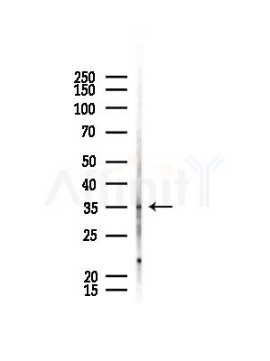 OR4F3/4F21 Antibody - Western blot analysis of lysates from Rat liver, using OR4F3/4F21 Antibody at 1/1000 dilution.