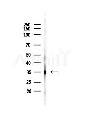 OR4F3/4F21 Antibody - Western blot analysis of lysates from COS-7 cells(heat-shock,45min treatment), using OR4F3/4F21 Antibody at 1/1000 dilution.