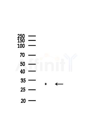OR5AN1 Antibody - Western blot analysis of lysates from A375 cells(heat-shock,45min treatment), using OR5AN1 Antibody at 1/1000 dilution.