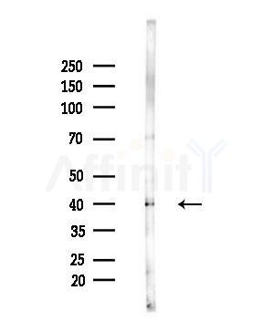 OR7E24 Antibody - Western blot analysis of lysates from MCF7 cells(heat-shock,45min treatment), using OR7E24 Antibody at 1/1000 dilution.