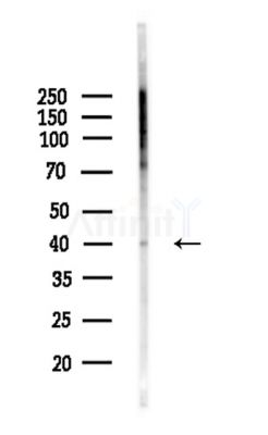 OR1F1 Antibody - Western blot analysis of lysates from Mouse liver, using OR1F1 Antibody at 1/1000 dilution.
