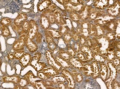 OR1G1 Antibody - DF2837 at 1/100 staining human normal kidney tissue by IHC-P.