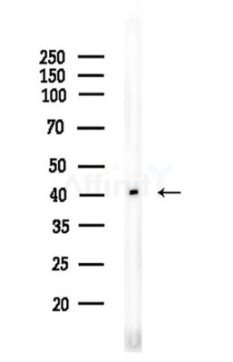 OR1I1 Antibody - Western blot analysis of lysates from COLO205 cells, using OR1I1 Antibody at 1/1000 dilution.