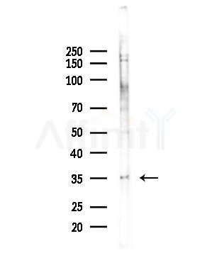 OR1J1 Antibody - Western blot analysis of lysates from Hela cells(LPS,4h treatment), using OR1J1 Antibody at 1/1000 dilution.