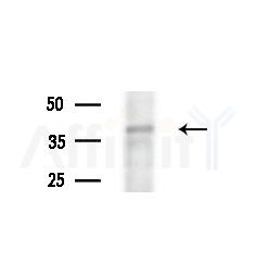OR1J2/1N2 Antibody - Western blot analysis of extracts from Rat liver, using OR1J2/1N2 Antibody at 1/1000 dilution.