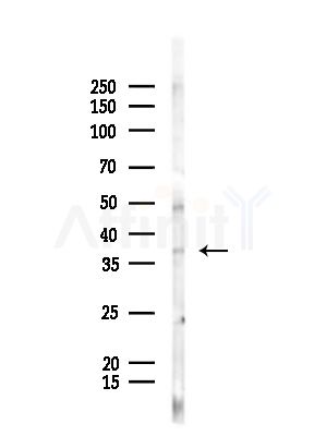 OR1J2/1N2 Antibody - Western blot analysis of lysates from Rat liver, using OR1J2/1N2 Antibody at 1/1000 dilution.