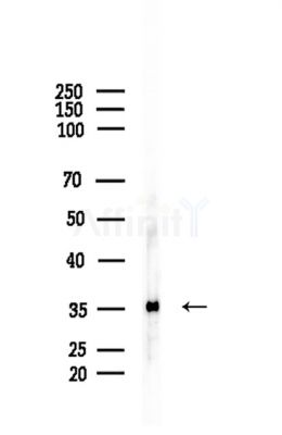 OR1L1 Antibody - Western blot analysis of lysates from Rat testis, using OR1L1 Antibody at 1/1000 dilution.