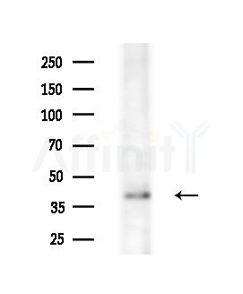 OR1L4/1L6 Antibody - Western blot analysis of extracts from B16F10-LUC cells(starvation treatment), using OR1L4/1L6 Antibody at 1/1000 dilution.