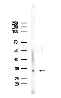 OR2H1 Antibody - Western blot analysis of lysates from Rat testis, using OR2H1 Antibody at 1/1000 dilution.