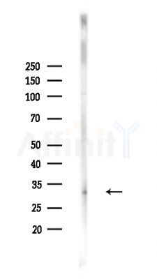 OR2L3/2L8 Antibody - Western blot analysis of lysates from HepG2 cells(heat-shock,45min treatment), using OR2L3/2L8 Antibody at 1/1000 dilution.