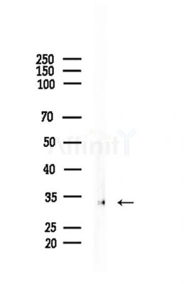 OR2L3/2L8 Antibody - Western blot analysis of lysates from Rat testis, using OR2L3/2L8 Antibody at 1/1000 dilution.