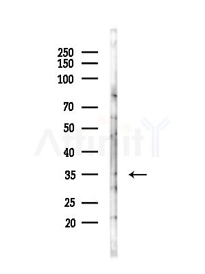 OR2S2 Antibody - Western blot analysis of lysates from HepG2 cells(LPS,4h treatment), using OR2S2 Antibody at 1/1000 dilution.