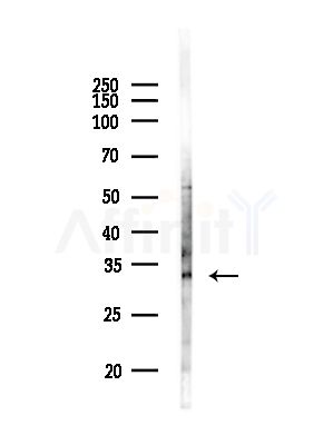 OR2S2 Antibody - Western blot analysis of lysates from RAW264.