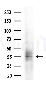 OR2V1 Antibody - Western blot analysis of extracts from HepG2 cells(heat-shock treatment), using OR2V1 Antibody at 1/1000 dilution.