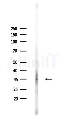 OR2V1 Antibody - Western blot analysis of lysates from HepG2 cells(heat-shock,45min treatment), using OR2V1 Antibody at 1/1000 dilution.