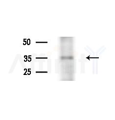OR2V2 Antibody - Western blot analysis of extracts from Rat liver, using OR2V2 Antibody at 1/1000 dilution.