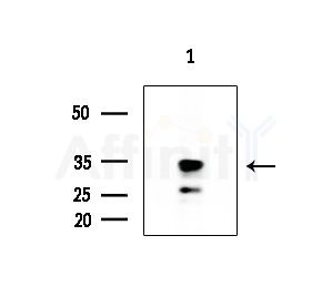OR2W1 Antibody - Western blot analysis of extracts from EC304 cells
(heat-shock treatment), using OR2W1 Antibody at 1/1000 dilution.