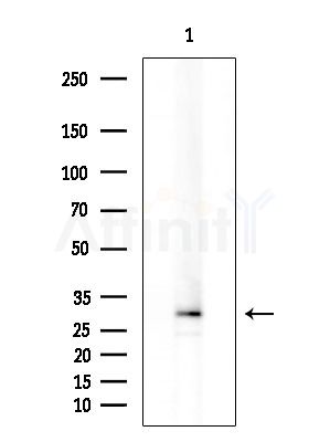 OR2W1 Antibody - Western blot analysis of extracts from Mouse testis, using OR2W1 Antibody at 1/1000 dilution.