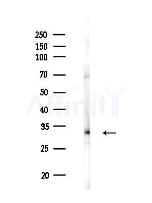OR2W1 Antibody - Western blot analysis of lysates from Mouse testis, using OR2W1 Antibody at 1/1000 dilution.