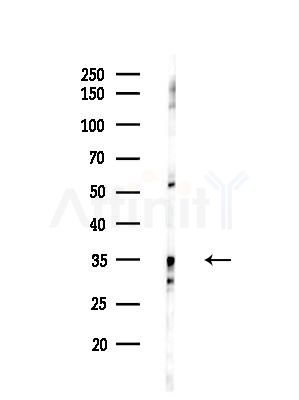 OR2W1 Antibody - Western blot analysis of lysates from EC304 cells(heat-shock treatment), using OR2W1 Antibody at 1/1000 dilution.