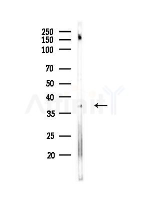 OR3A1 Antibody - Western blot analysis of lysates from Mouse brain, using OR3A1 Antibody at 1/1000 dilution.