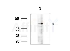 RGR Antibody - Western blot analysis of extracts from Rat liver, using RGR Antibody at 1/1000 dilution.