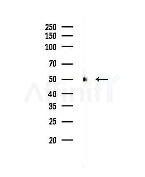 alpha Tubulin 4A Antibody - Western blot analysis of lysates from Rat testis, using alpha Tubulin 4A Antibody at 1/1000 dilution.
