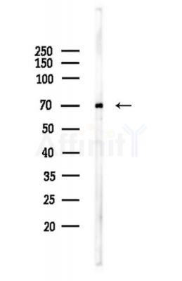 FUBP1 Antibody - Western blot analysis of lysates from LoVo cells(heat-shock,45min treatment), using FUBP1 Antibody at 1/1000 dilution.