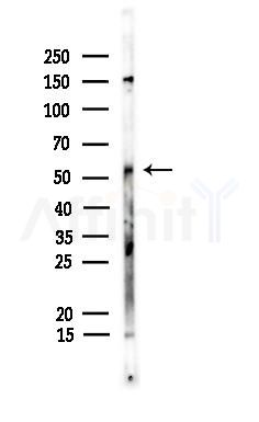 GATA2/3 Antibody - Western blot analysis of lysates from Hela cells, using GATA2/3 Antibody at 1/1000 dilution.