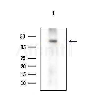 HAPLN1 Antibody - Western blot analysis of extracts from PC12 cells(LPS 4h treatment), using HAPLN1 Antibody at 1/1000 dilution.