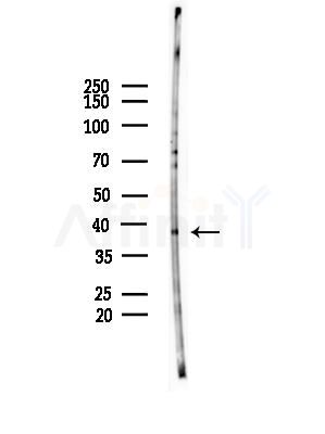 HDAC11 Antibody - Western blot analysis of lysates from A375 cells(starvation,24h treatment), using HDAC11 Antibody at 1/1000 dilution.