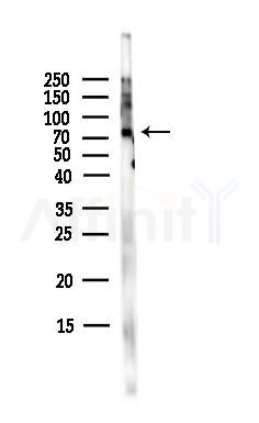 c-Myb Antibody - Western blot analysis of lysates from Mouse liver, using c-Myb Antibody at 1/1000 dilution.