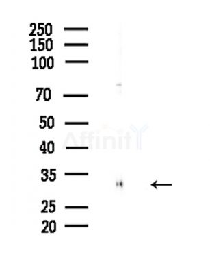 Phospho-Histone H1.3 (Thr18) Antibody - Western blot analysis of lysates from Hela cells(LPS,4h treatment), using Phospho-Histone H1.