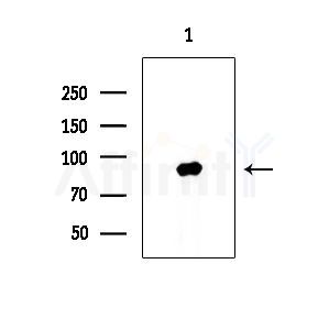 Phospho-HSF1 (Ser326) Antibody - Western blot analysis of lysates from COLO205 cells, using Phospho-HSF1 (Ser326) Antibody at 1/1000 dilution.