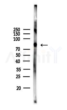 Phospho-HSF1 (Ser326) Antibody - Western blot analysis of lysates from COLO205 cells, using Phospho-HSF1 (Ser326) Antibody at 1/1000 dilution.
