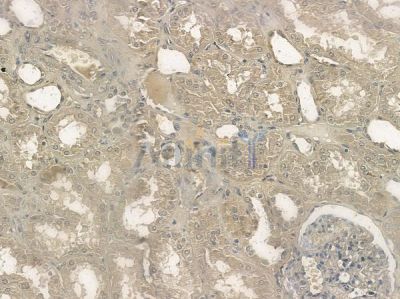 Phospho-PAK1/2/3 (Ser144+Ser141+Ser139) Antibody - DF2948 at 1/100 staining human normal kidney tissue by IHC-P.