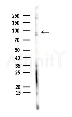 Phospho-beta Catenin (Ser33/Ser37/Thr41) Antibody - Western blot analysis of lysates from Hela cells, using Phospho-beta Catenin (Ser33/Ser37/Thr41) Antibody at 1/1000 dilution.