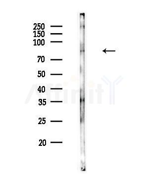 VWA5A Antibody - Western blot analysis of lysates from Mouse testis, using VWA5A Antibody at 1/1000 dilution.