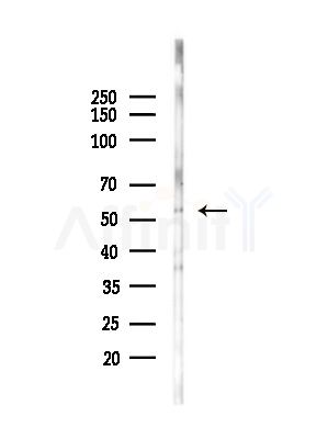KLF11 Antibody - Western blot analysis of lysates from Mouse testis, using KLF11 Antibody at 1/1000 dilution.