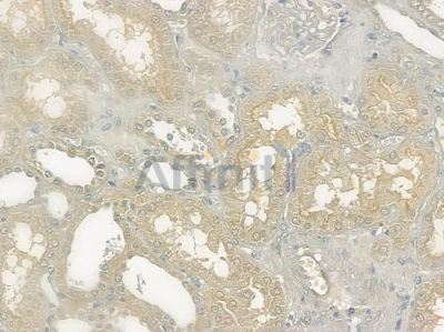 TRI18 Antibody - DF3017 at 1/100 staining human normal kidney tissue by IHC-P.