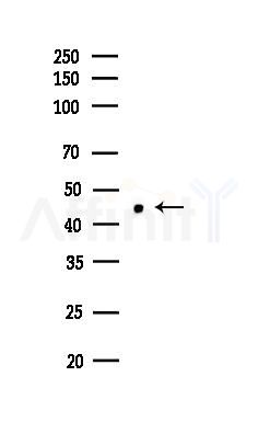 DLX3 Antibody - Western blot analysis of lysates from COLO205 cells, using DLX3 Antibody at 1/1000 dilution.