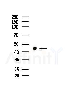 DLX3 Antibody - Western blot analysis of lysates from Rat testis, using DLX3 Antibody at 1/1000 dilution.