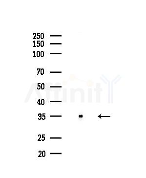 c-Maf Antibody - Western blot analysis of lysates from PC12 cells(LPS,4h treatment), using c-Maf Antibody at 1/1000 dilution.