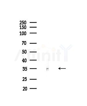 c-Maf Antibody - Western blot analysis of lysates from Hela cells(starvation,24h treatment), using c-Maf Antibody at 1/1000 dilution.