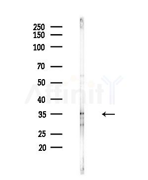 c-Maf Antibody - Western blot analysis of lysates from Mouse testis, using c-Maf Antibody at 1/1000 dilution.