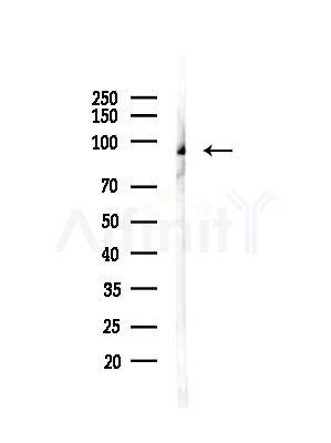 BCAR3 Antibody - Western blot analysis of lysates from Mouse testis, using BCAR3 Antibody at 1/1000 dilution.