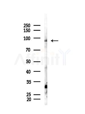 BCAR3 Antibody - Western blot analysis of lysates from B16F10-LUC cells(starvation,24h treatment), using BCAR3 Antibody at 1/1000 dilution.